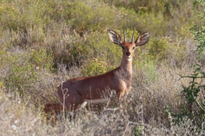 Wildschutzkloof in die veldt lodge